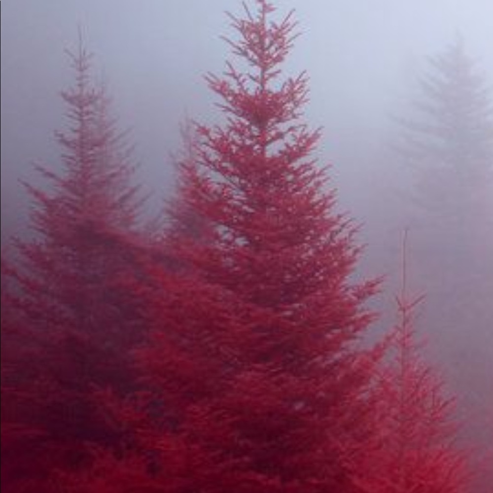 Meet your Posher, Paytin